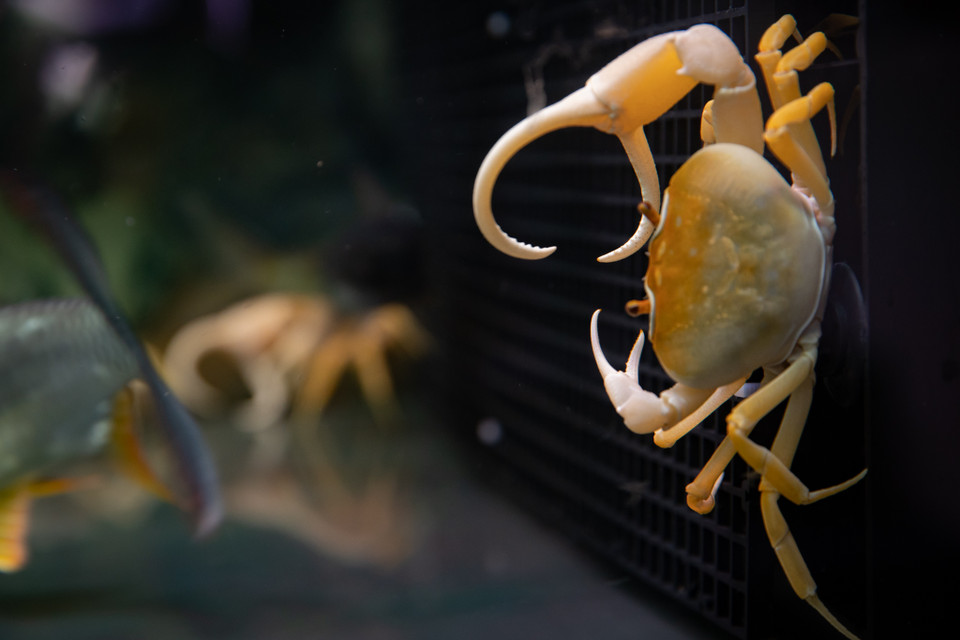 Những chiếc càng cong oai vệ nhưng thực chất chỉ là 'đạo cụ' để quyến rũ giống cái trong mùa giao phối, chúng dùng chiếc càng nhỏ để xử lý thức ăn. (Ảnh: Hoài Nam/Vietnam+)