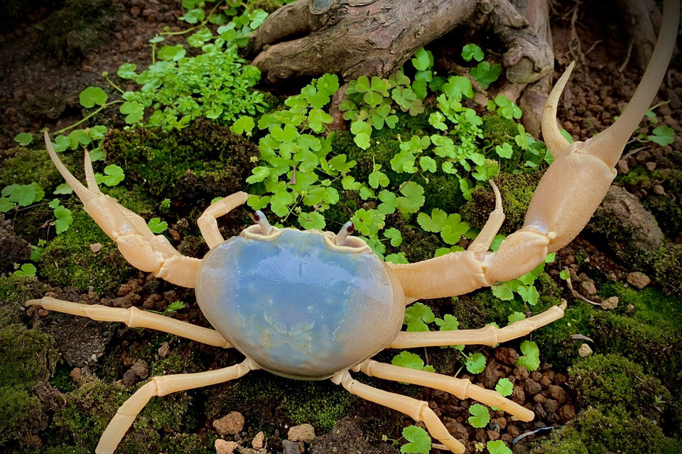 Cua cảnh vốn phổ biến với 3 màu là vàng, đỏ và xám đá. Theo anh Lộc, trải qua nhiều thế hệ sinh sản có thể cho ra những con có màu sắc độc lạ, chỉ chiếm phần trăm rất nhỏ trong đàn cua được sinh ra. (Ảnh: Hoài Nam/Vietnam+)