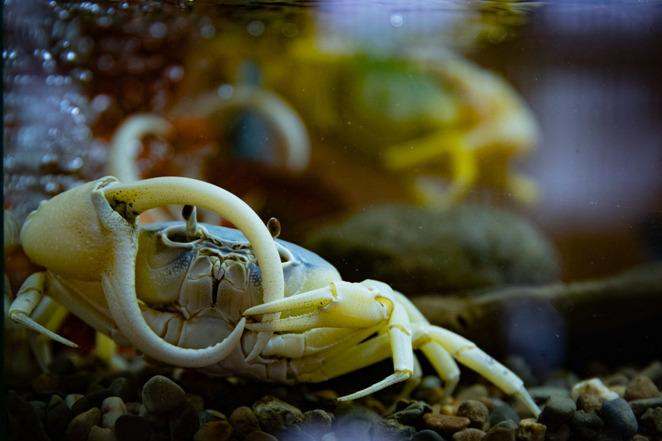 Cua là loài động vật lớp giáp xác có thể sống được cả trên cạn và dưới nước. Cua cảnh cần không gian thể hít thở oxy, người chơi cua cảnh có thể nuôi bán cạn. (Ảnh: Hoài Nam/Vietnam+)