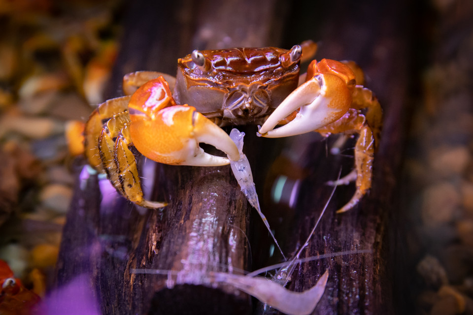 Thức ăn cho cua cảnh rất đơn giản. Chúng có thể ăn cám của cá hoặc ăn tép, tôm đã được cấp đông vì vốn loài cua này rất chậm chạp nên thả thức ăn tươi sống chúng sẽ không tự bắt được. (Ảnh: Hoài Nam/Vietnam+)