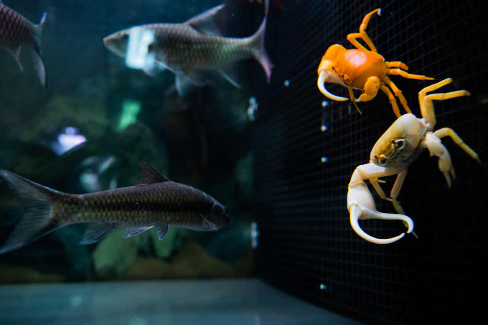 Nếu muốn nuôi cùng bể cá cảnh, người chơi cua nên nuôi mật độ cá thưa để nhường phần oxy cho cua thở, tuy nhiên vẫn cần làm một ‘chiếc cầu thang’ cho cua lên mặt nước. (Ảnh: Hoài Nam/Vietnam+)