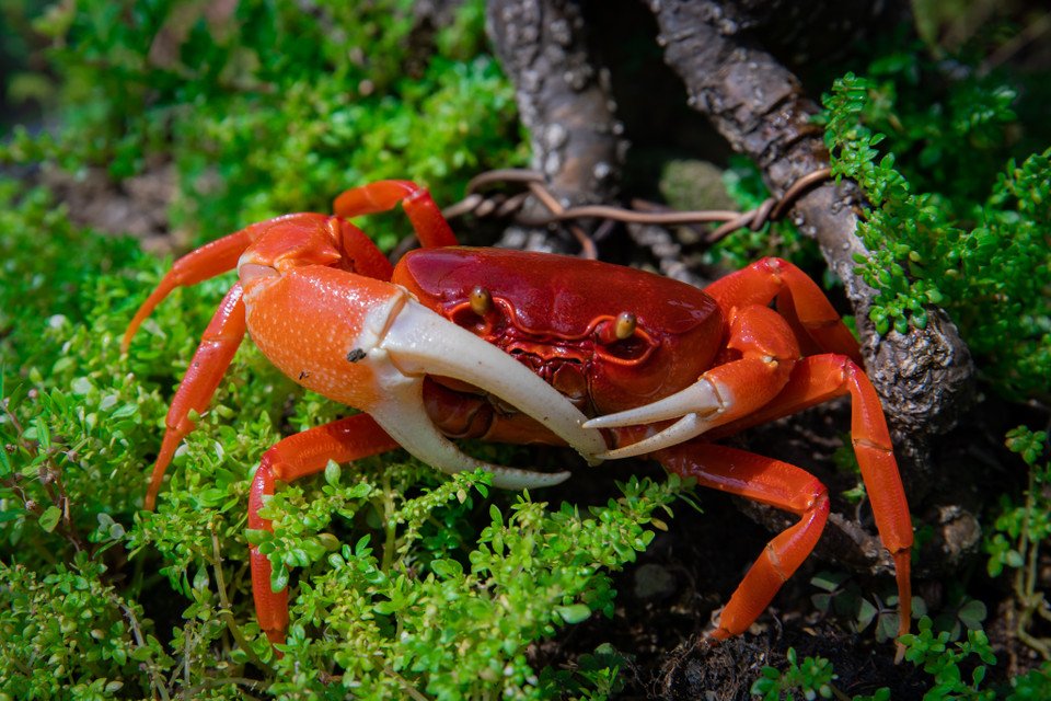 Tuổi đời của những con cua cảnh này có thể hơn 10 năm nếu được chăm sóc ở môi trường tốt. Chỉ cần đảm bảo nước sạch, nguồn oxy dồi dào và nguồn thức ăn là chúng có thể sinh trưởng và phát triển. (Ảnh: Hoài Nam/Vietnam+)