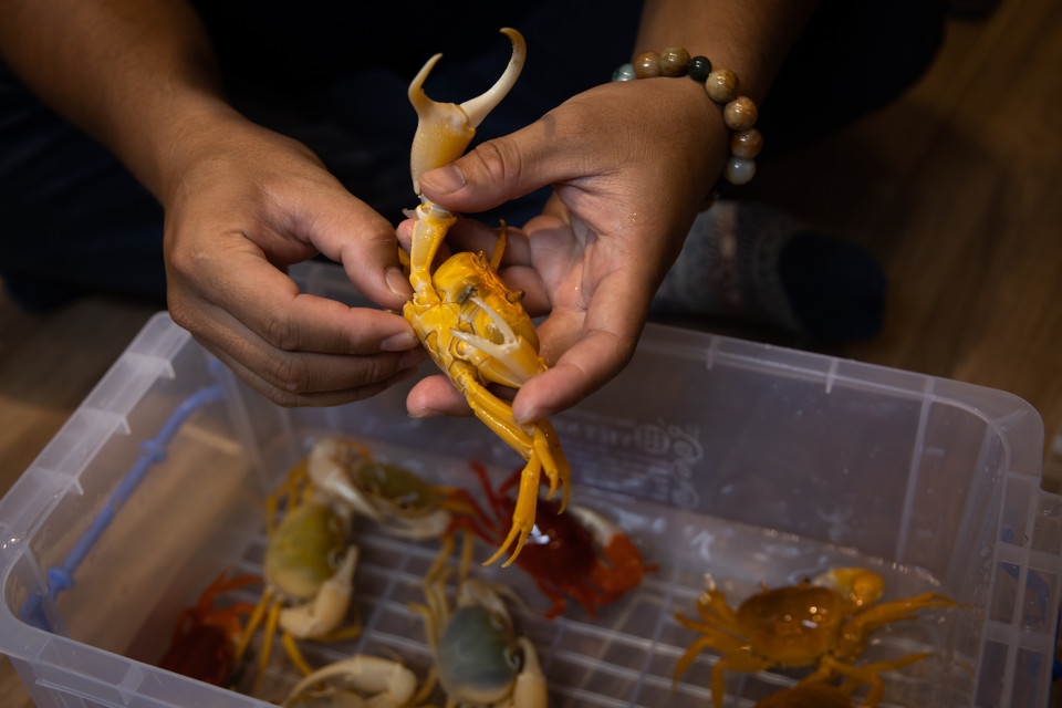 Cua trong tự nhiên mang trên người rất nhiều ký sinh trùng, các loại sán và thậm chí là ấu trùng của đỉa, vắt. Người chơi cua cảnh nên lựa chọn những con cua nhân giống nhân tạo để môi trường sống của chúng được đảm bảo. (Ảnh: Hoài Nam/Vietnam+)