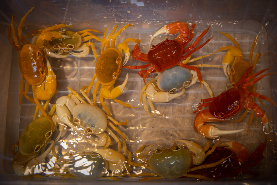 Loài cua này vốn sống trong tự nhiên tại các khu vực rừng và ven suối. Chúng khá hiếu chiến, nhất là vào mùa giao phối và khi tranh giành thức ăn, nhưng trải qua quá trình nhân giống tính nết của chúng trở lên 'hiền hòa' hơn. (Ảnh: Hoài Nam/Vietnam+)