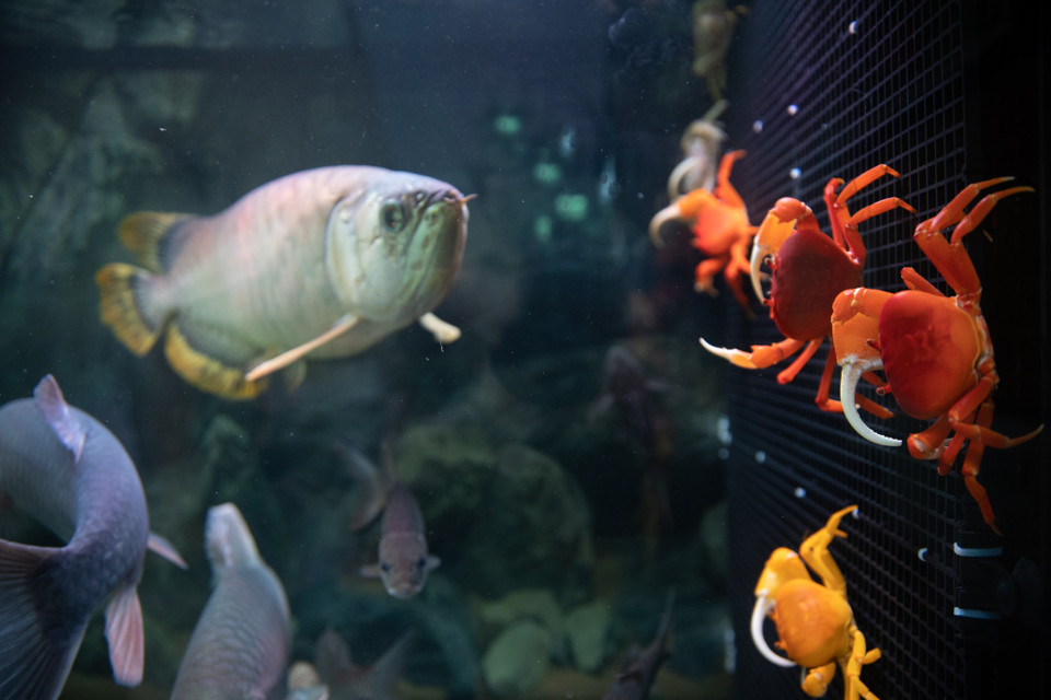 Sau nhiều thế hệ ghép đôi sinh sản, cua cảnh trở lên thuần hơn, người chơi có thể nuôi chung với cá mà không lo chúng sẽ ăn thịt 'bạn cùng bể' nếu bị bỏ đói. (Ảnh: Hoài Nam/Vietnam+)