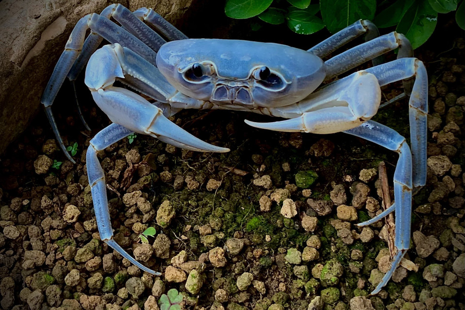 Anh Lộc sở hữu những con cua màu sắc lạ mắt như chi cua Indochinamoon hay chi Tiwaripotamon. (Ảnh: Hoài Nam/Vietnam+)