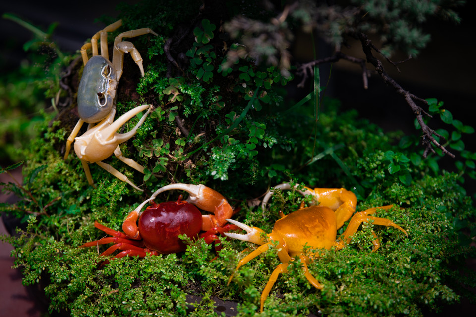 Theo anh Lộc, đây là loài cua có nguồn gốc Đông Dương, thuộc chi cua Hainanpotamon và có tên riêng là Hainanpotamon Rubrum. (Ảnh: Hoài Nam/Vietnam+)