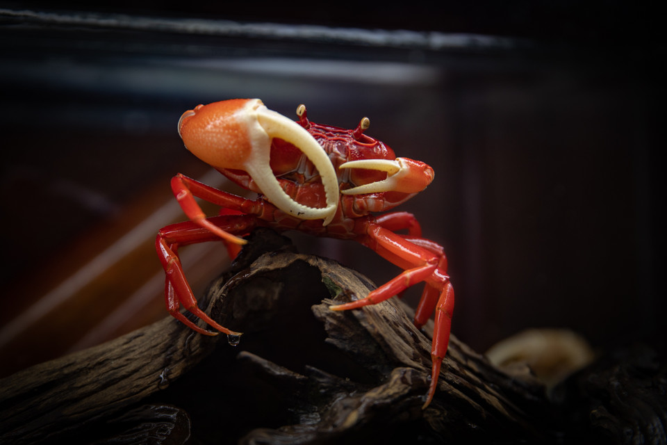 Với trào lưu nuôi cua cảnh mới xuất hiện, người chơi có thể dễ dàng tìm kiếm để mua chúng trên các nên tảng mạng xã hội với từ khóa như cua cảnh, cua kiểng. (Ảnh: Hoài Nam/Vietnam+)