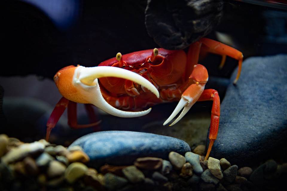 Cua cảnh có thể nuôi trong môi trường nước máy, không đòi hỏi cầu kì tuy nhiên phải đảm bảo nước không bị nhiễm khuẩn, nhiệt độ mát. (Ảnh: Hoài Nam/Vietnam+)