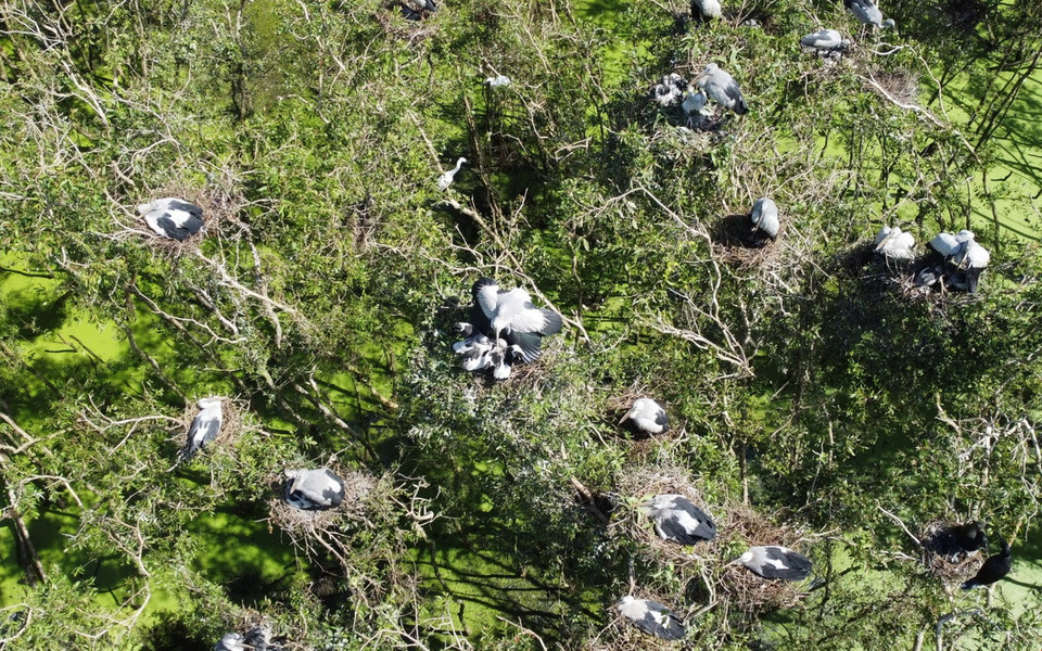 Đàn cò nhạn trú ngụ và sinh sản ở Rừng tràm Gáo Giồng. (Ảnh: Nhựt An/TTXVN)