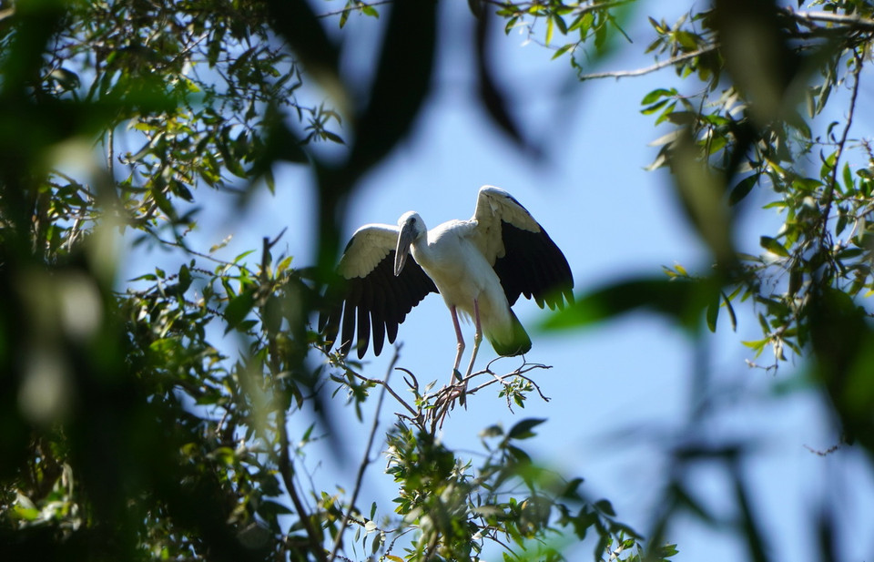 Cò nhạn (hay gọi là cò ốc) là động vật quý hiếm, có tên trong Sách đỏ Việt Nam. (Ảnh: Nhựt An/TTXVN)
