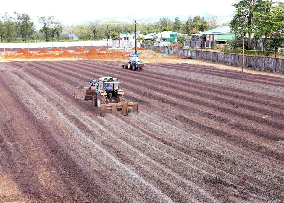Tỉnh Gia Lai đang thực hiện “Tái cơ cấu ngành nông nghiệp theo hướng nâng cao giá trị gia tăng và phát triển bền vững trong điều kiện biến đổi khí hậu đến năm 2020” ưu tiên phát triển ứng dụng khoa học công nghệ vào sản xuất nông nghiệp để nâng cao năng suất, chất lượng sản phẩm gắn với chế biến, bảo quản và tiêu thụ sản phẩm, tăng thu nhập, nâng cao đời sống vật chất tinh thần cho người dân. (Ảnh: Vũ Sinh/TTXVN)