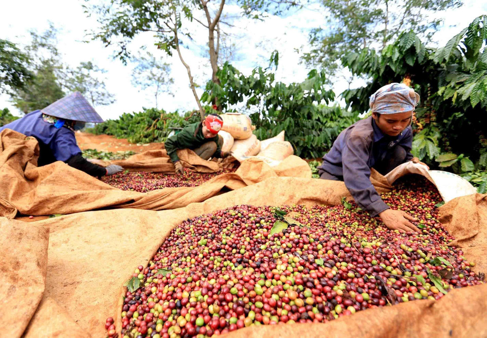 Trong ảnh: Thực hiện kế hoạch cải tạo, tái canh đến năm 2020 đạt khoảng 15.000 ha và giữ ổn định diện tích cà phê của tỉnh Gia Lai khoảng 80.000 ha, năng suất đạt từ 32 – 35 tạ/ha, sản lượng đạt khoảng 250.000 tấn. (Ảnh: Vũ Sinh/TTXVN)