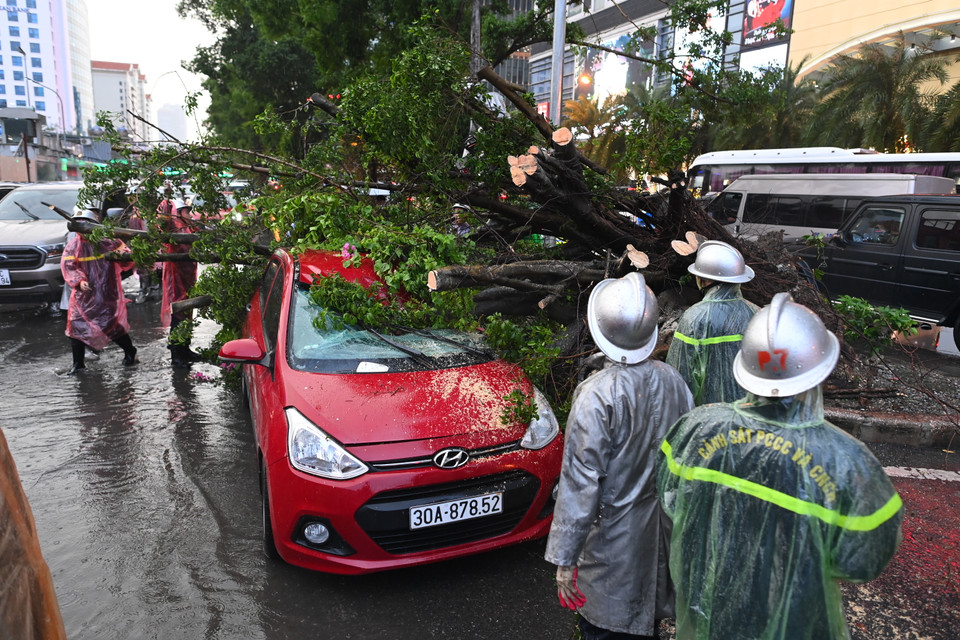 Cơn mưa dông lớn đã khiến cây bật rễ, ngã đổ ra đường và đè lên 2 ôtô đang di chuyển trên phố Kim Mã, may mắn không có người bị thương. (Ảnh: Minh Sơn/Vietnam+)