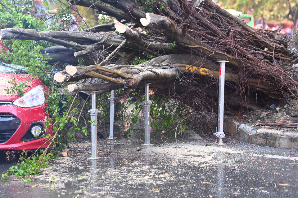 Khi đổ xuống đường, cây chắn khoảng 1/3 phố Kim Mã gây ùn tắc cục bộ từ ngã tư Đào Tấn-Liễu Giai đi về hướng phố Kim Mã. (Ảnh: Minh Sơn/Vietnam+)