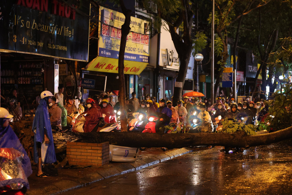 Hình ảnh cây lớn chắn ngang toàn bộ mặt đường Xuân Thủy. (Ảnh: Minh Sơn/Vietnam+)