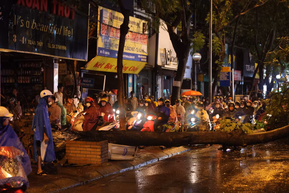 Hình ảnh cây lớn chắn ngang toàn bộ mặt đường Xuân Thủy. (Ảnh: Minh Sơn/Vietnam+)