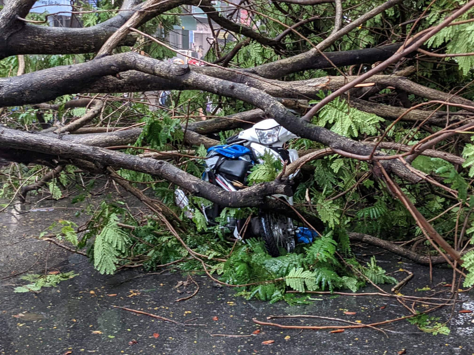 Cây to đổ gục đúng lúc giờ cao điểm với lượng người tham gia giao thông rất đông nên gây nguy hiểm. Một thanh niên may mắn đã thoát nạn nhờ sự giúp đỡ kịp thời của người dân. (Ảnh: Minh Sơn/Vietnam+) 