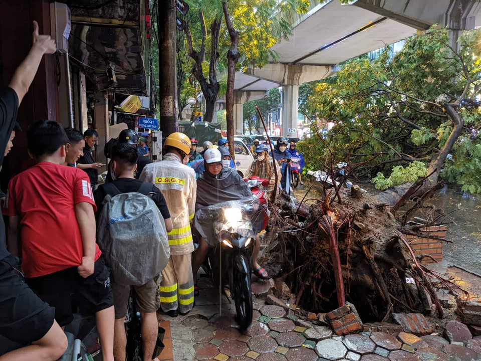 Tuy nhiên, cây to chắn ngang đường khiến giao thông bị ách tắc nghiêm trọng, khi vốn đã gặp trở ngại vì mưa lớn. (Ảnh: Minh Sơn/Vietnam+) 