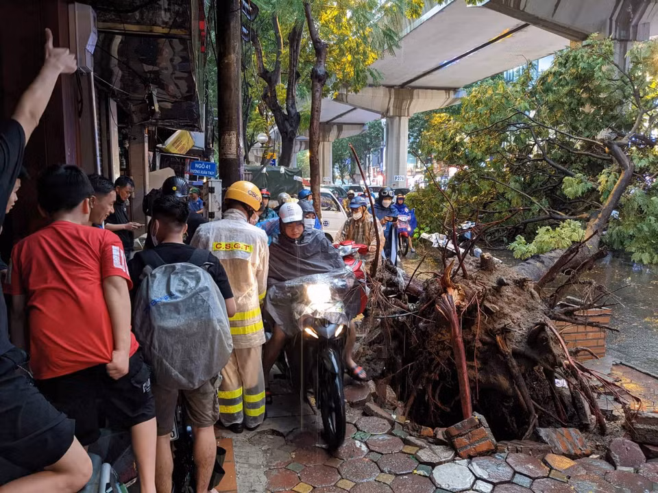 Tuy nhiên, cây to chắn ngang đường khiến giao thông bị ách tắc nghiêm trọng, khi vốn đã gặp trở ngại vì mưa lớn. (Ảnh: Minh Sơn/Vietnam+) 