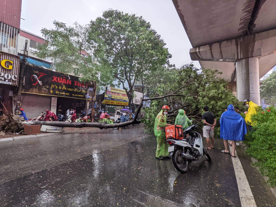 Vào khoảng 18 giờ tối nay (30/7), cơn mưa lớn kèm dông xuất hiện tại Hà Nội khiến một cây muồng cỡ lớn bật gốc, đổ gục xuống đường Xuân Thủy (Cầu Giấy, Hà Nội). (Ảnh: Minh Sơn/Vietnam+) 