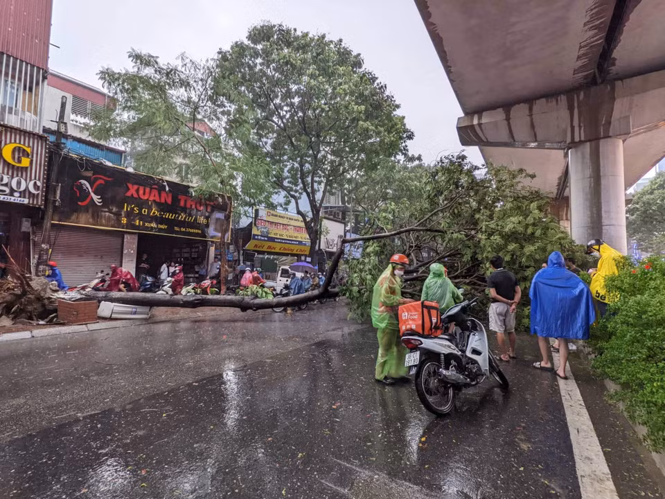 Vào khoảng 18 giờ tối nay (30/7), cơn mưa lớn kèm dông xuất hiện tại Hà Nội khiến một cây muồng cỡ lớn bật gốc, đổ gục xuống đường Xuân Thủy (Cầu Giấy, Hà Nội). (Ảnh: Minh Sơn/Vietnam+) 