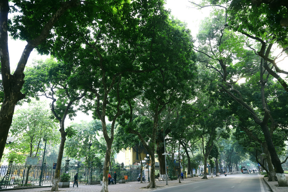 Phố Phan Đình Phùng với hai hàng sấu cổ thụ. Đây được mệnh danh là con đường lãng mạn nhất Thủ đô. (Ảnh: Hoài Nam/Vietnam+)