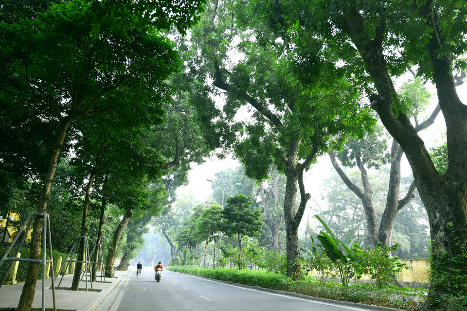 Cây cổ thụ còn tập trung ở một số nơi như vùng Hoàng Thành Thăng Long, công viên Thủ Lệ, công viên Thống Nhất, vườn Bách Thảo, khu vực Lăng Chủ tịch Hồ Chí Minh. (Ảnh: Hoài Nam/Vietnam+)