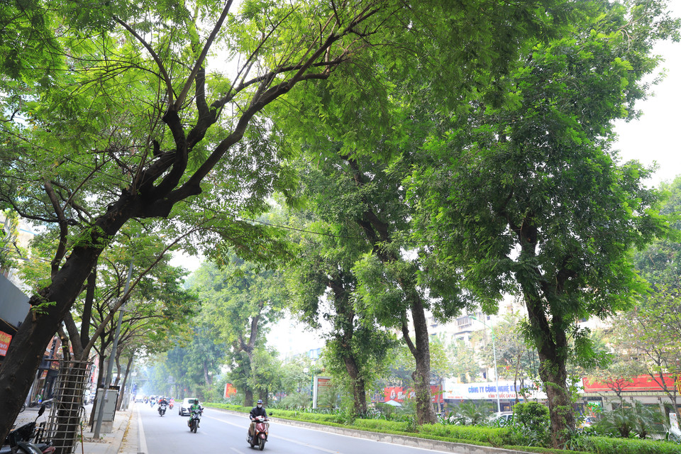 Phố Giảng Võ - với chiều dài gần 1,5km, cả tuyến đường này với hàng cây cao ở giải phân cách tỏa bóng mát cả con đường. (Ảnh: Hoài Nam/Vietnam+)