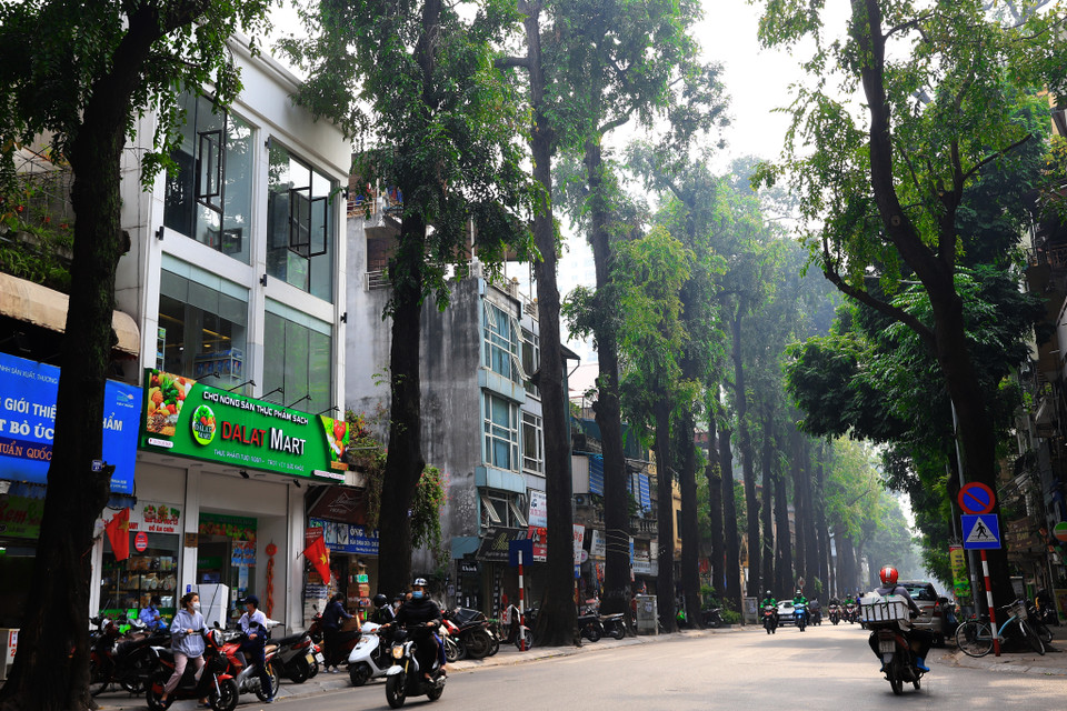 Hàng cây sao đen tuyệt đẹp, thẳng tắp kéo dài từ số 1 đến số nhà 77 trên phố Lò Đúc, mang lại cảm giác gần gũi với thiên nhiên và che mát cho cả khu phố... (Ảnh: Hoài Nam/Vietnam+)