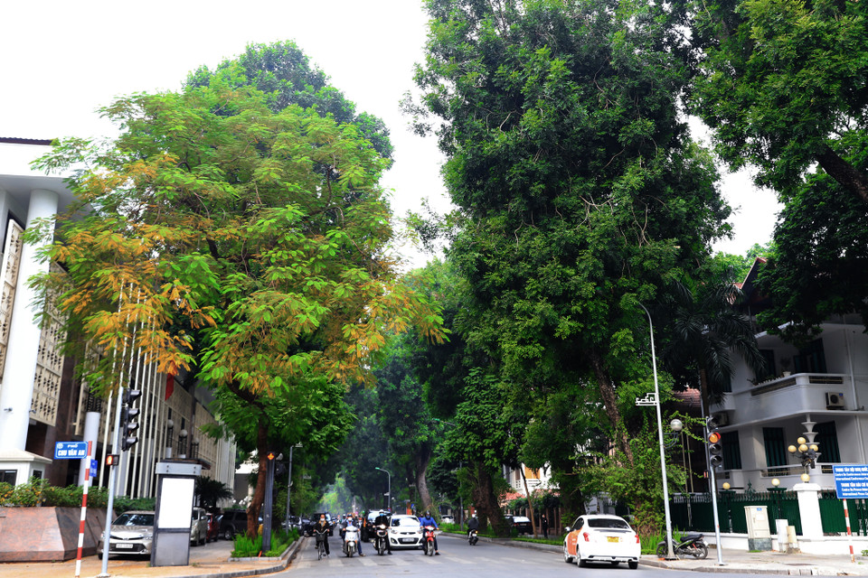 Những cây xanh cao to tại ngã tư Lê Hồng Phong- Chu Văn An. (Ảnh: Hoài Nam/Vietnam+)