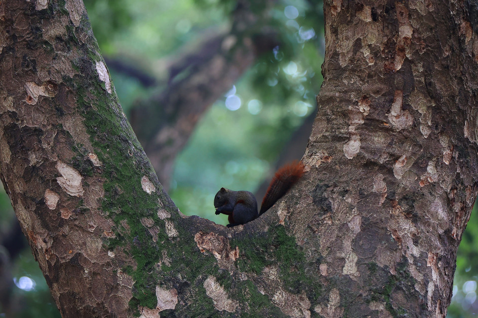 Không chỉ tạo không gian mát mẻ cho con đường, những cây sấu cổ thụ còn là nơi trú ngụ của loài sóc đen đuôi đỏ. (Ảnh: Hoài Nam/Vietnam+)