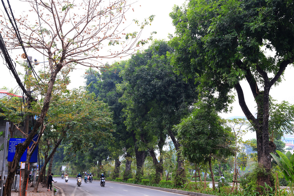 Hàng cây xà cừ trên đường Láng là một trong những hàng cây xanh lâu năm, tạo bóng mát cho hai bên đường và tạo cảnh quan đẹp cho Thủ đô. (Ảnh: Hoài Nam/Vietnam+)