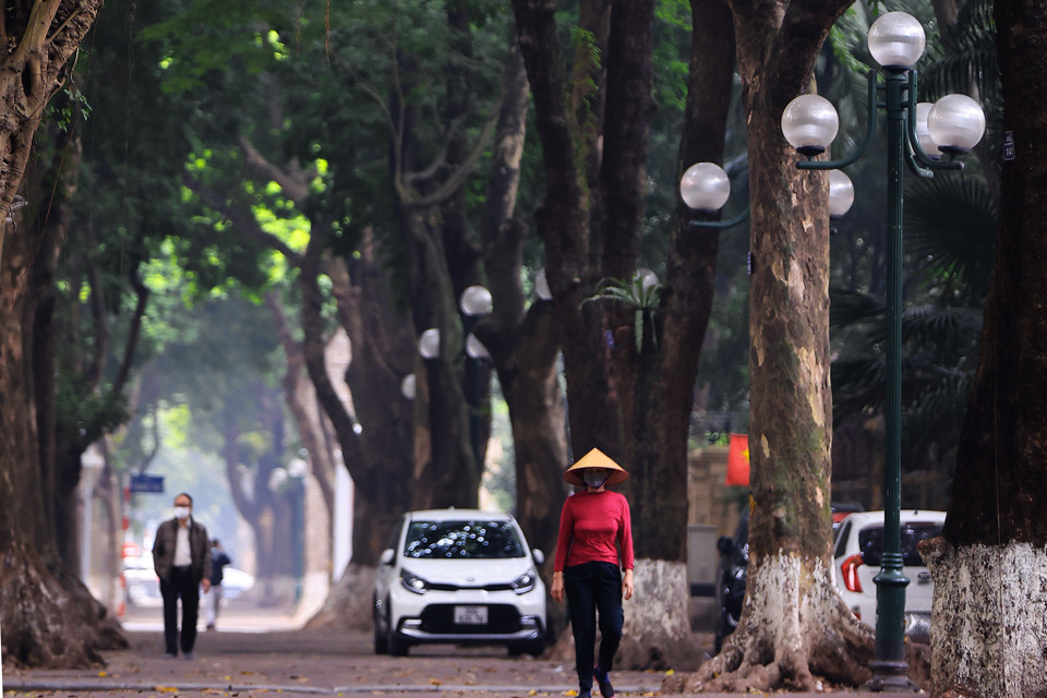 Trên vỉa hè là hai hàng cây dài hun hút tạo một không gian yên bình và lãng mạn. (Ảnh: Hoài Nam/Vietnam+)