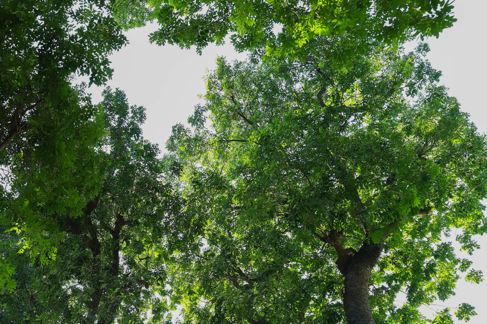 Dưới góc nhìn văn hóa, cây xanh không chỉ có giá trị kinh tế, môi trường, sức khỏe mà còn là di sản văn hóa góp phần tạo nên diện mạo, bản sắc văn hóa và đồng hành với những thăng trầm trong đời sống đô thị. (Ảnh: Hoài Nam/Vietnam+)