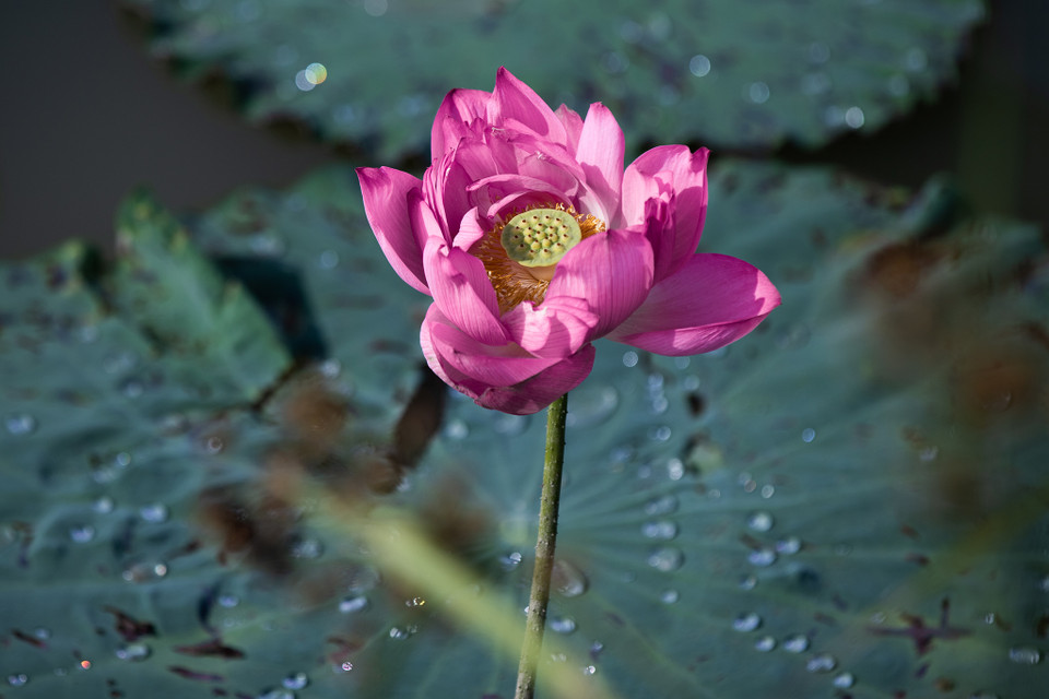 Những giọt sương mai còn đọng trên lá càng tôn lên vẻ đẹp rạng ngời của những bông hoa đang vươn mình khoe sắc. (Ảnh: Hoài Nam/Vietnam+)