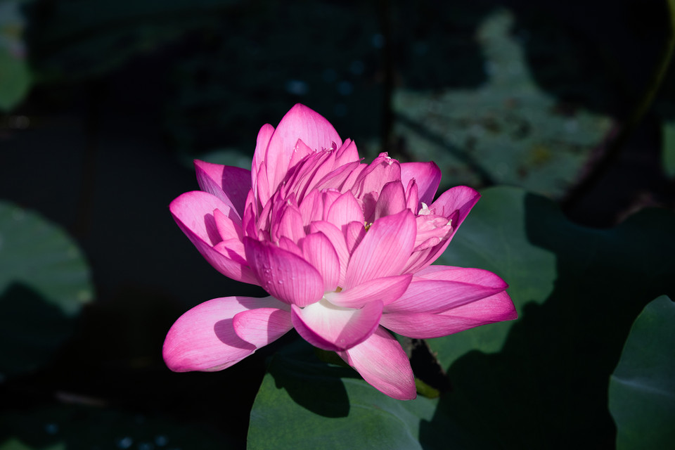 Những bông sen nở rộ làm ngát hương cả một vùng trời, hương sắc như mời gọi người ta đến mà thưởng thức, chiêm ngưỡng. (Ảnh: Hoài Nam/Vietnam+)