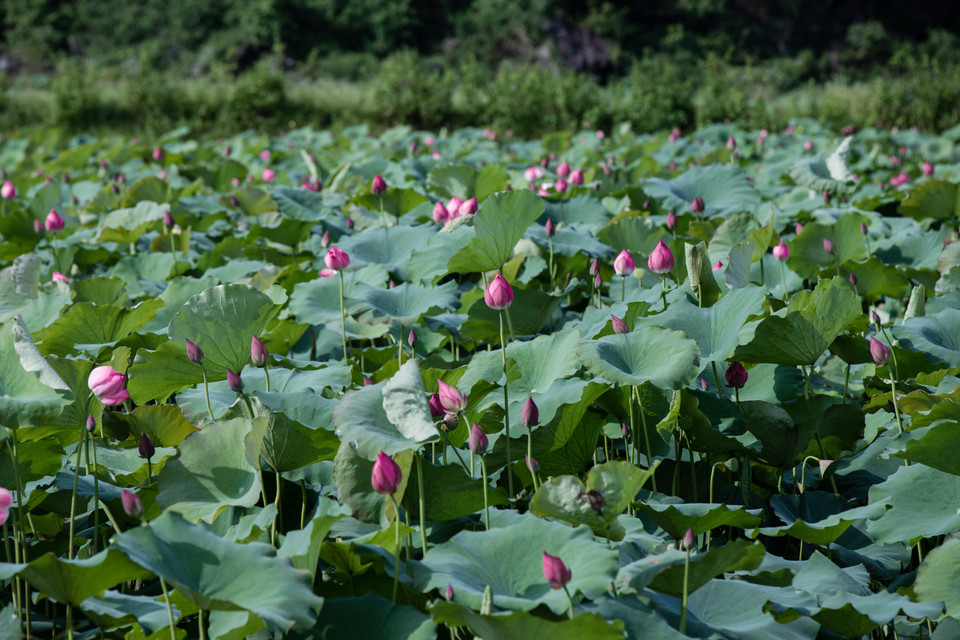 Đến đây, du khách sẽ bị mê hoặc bởi vẻ đẹp thanh tao, thuần khiết của loài hoa này. Từ 7 giờ đến 8 giờ sáng là thời điểm những đóa sen đẹp nhất trong ngày. (Ảnh: Hoài Nam/Vietnam+)