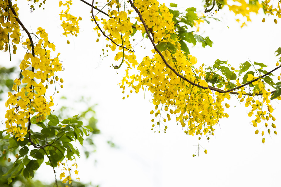 Những cây muồng hoàng yến tuy khẳng khiu nhưng nặng trĩu những chùm hoa vàng tươi, chỉ cần một vài cây thôi cũng đã làm rực cả một góc phố phường. (Ảnh: Hoài Nam/Vietnam+)