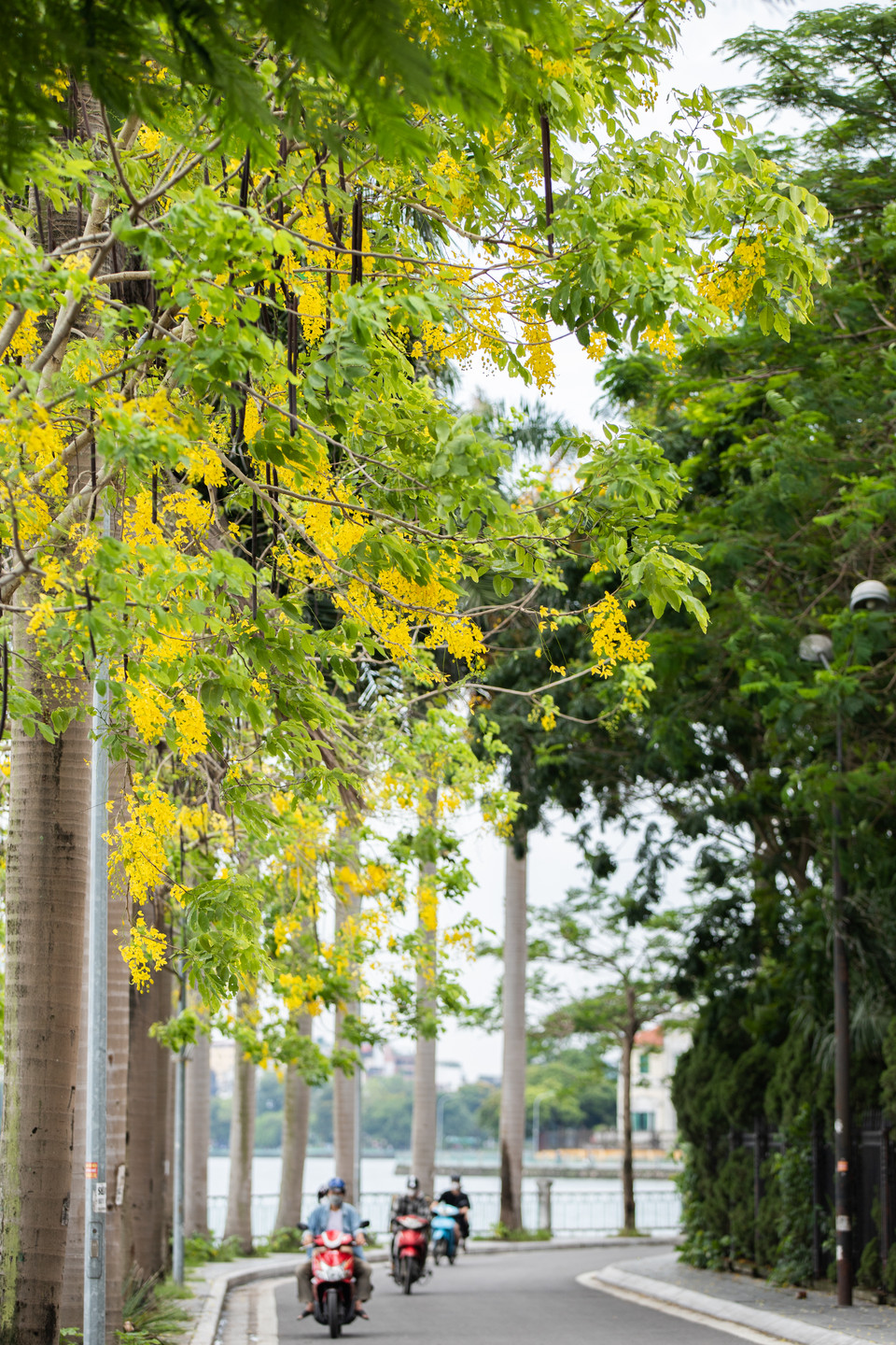 Vẻ đẹp của muồng hoàng yến khiến con đường ven hồ Tây càng trở lên thơ mộng hơn dưới ánh nắng. (Ảnh: Hoài Nam/Vietnam+)