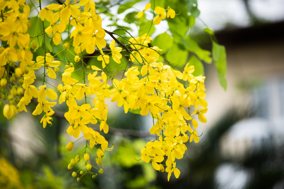 Muồng hoàng yến sinh trưởng nhanh, hoa đẹp và tán rộng nên thường được trồng trên các tuyến phố tạo cảnh quan cho đô thị. (Ảnh: Hoài Nam/Vietnam+)