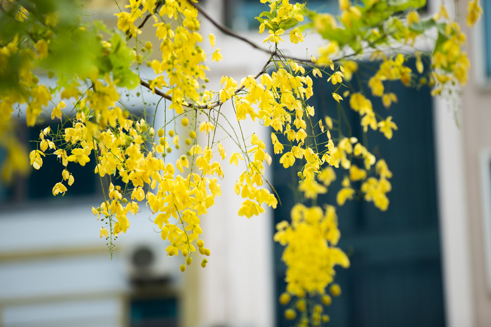 Trải qua bao ngày nắng gắt hay mưa dông, muồng hoàng yến vẫn kiêu hãnh bung nở mang cái đẹp đến cho đời. (Ảnh: Hoài Nam/Vietnam+)