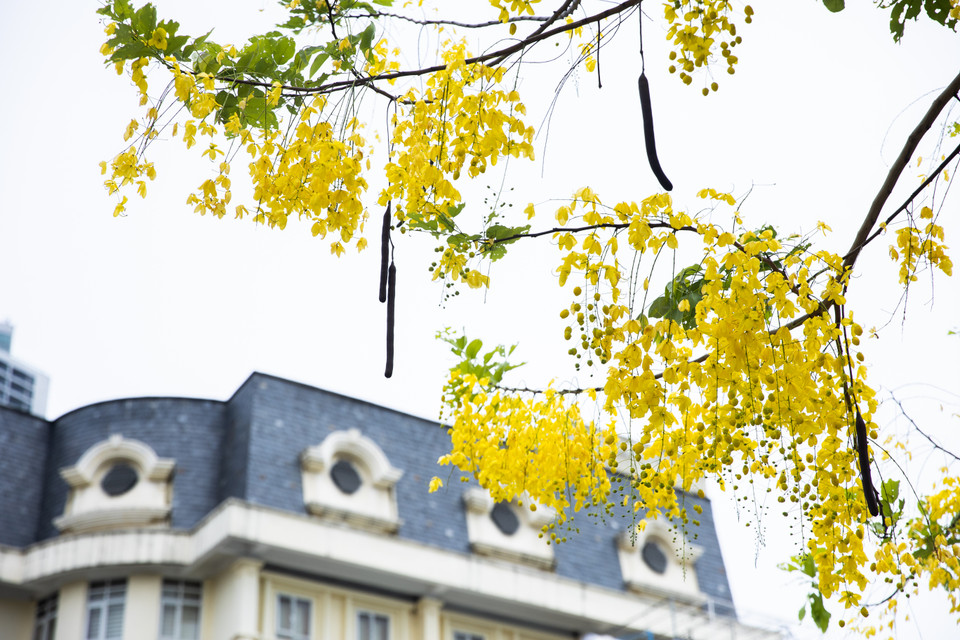 Muồng hoàng yến còn có tên là muồng hoàng hậu, hoa lồng đèn, bò cạp nước, bò cạp vàng, Osaka, mai dây, cây xuân muộn, mai nở muộn,… (Ảnh: Hoài Nam/Vietnam+)