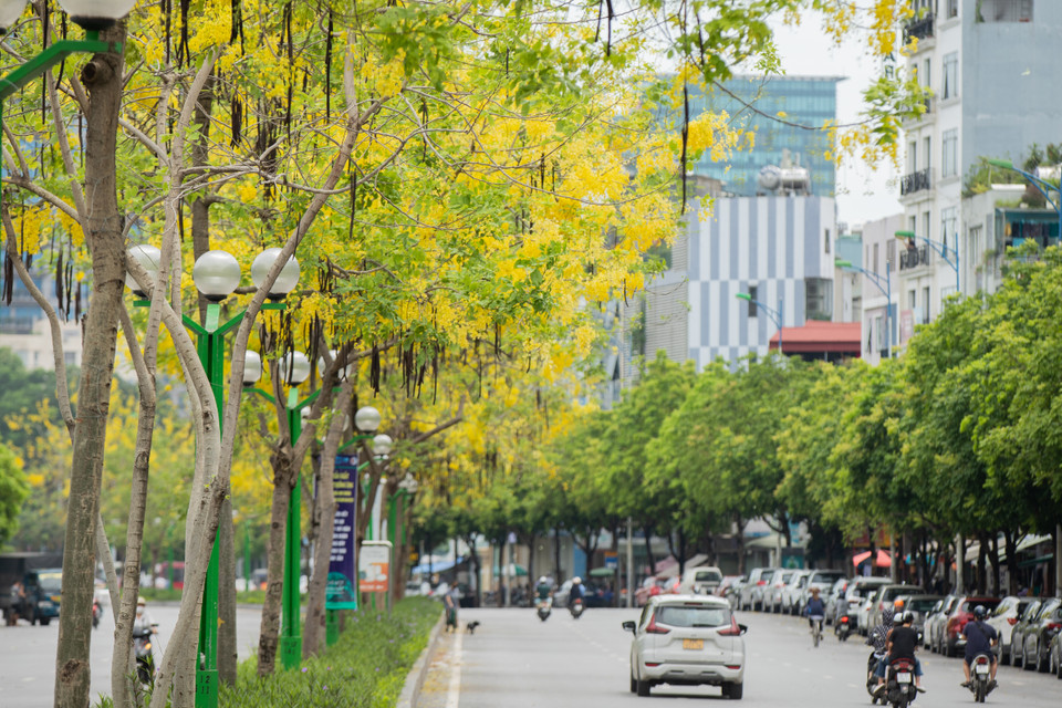 Giữa cái nắng chói chang của mùa Hè, những chùm hoa muồng hoàng yến vàng rực đua nhau khoe sắc, khiến nhiều con đường như được nhuộm vàng rực rỡ. (Ảnh: Hoài Nam/Vietnam+)