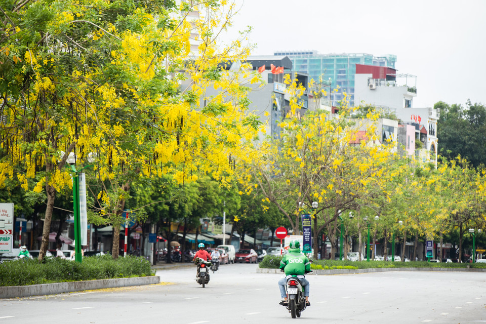 Đây cũng là quốc hoa của Thái Lan với tên gọi “dok khuen”. Tượng trưng cho màu sắc của hoàng gia Thái Lan. (Ảnh: Hoài Nam/Vietnam+)