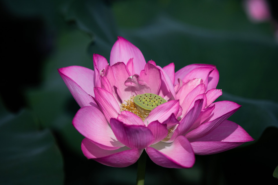 Từ tháng Sáu đến tháng Tám, hàng ngàn bông hoa sen bung sắc hồng thắm giữa đám lá diệp lục tạo nên bức tranh thiên nhiên rực rỡ. (Ảnh: Hoài Nam/Vietnam+)