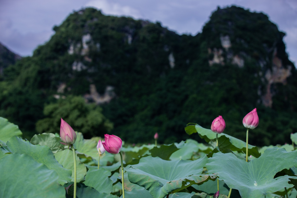 Sen ở đây vẫn chỉ chủ yếu được người dân trồng để thu hoạch lấy hạt và những đầm sen nằm gọn trong lòng núi đá vôi như thế này thì dường như vẫn chưa có nhiều người được biết đến. (Ảnh: Hoài Nam/Vietnam+)