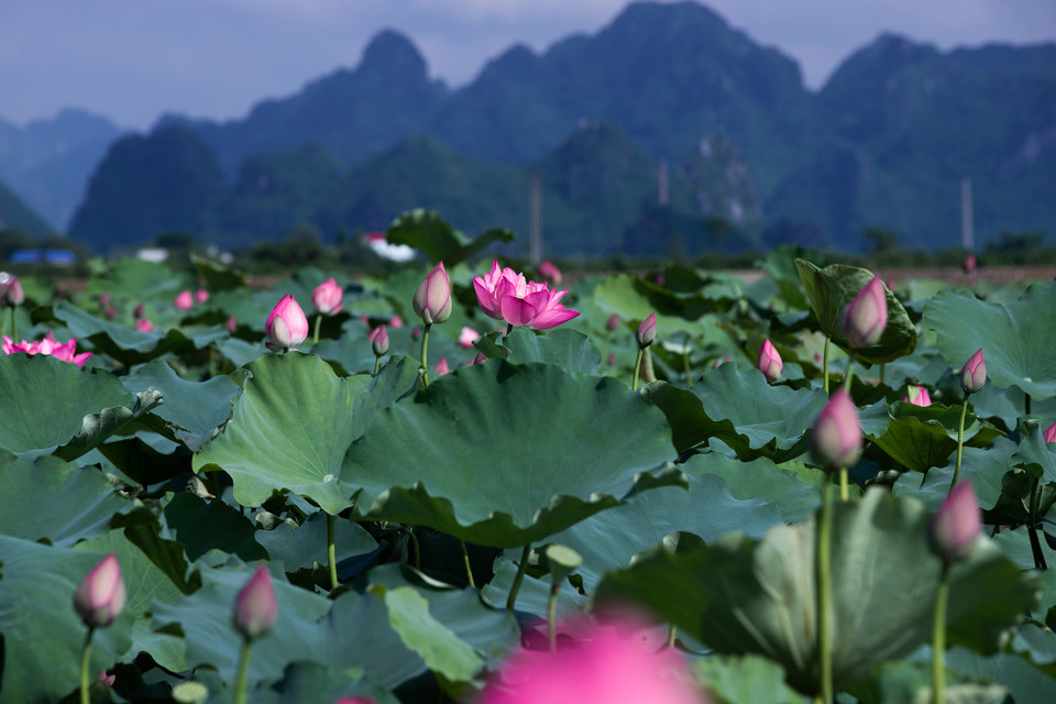 Trước đây những đầm sen này là vùng đất trũng, chỉ chuyên để trồng lúa. Vài năm trở lại đây, các hộ dân xã An Phú đã chuyển sang trồng sen vì nhận thấy trồng sen mang lại lợi ích kinh tế cao hơn trồng lúa. Hiện nay diện tích sen ở đây đạt gần 200 hecta. (Ảnh: Hoài Nam/Vietnam+)