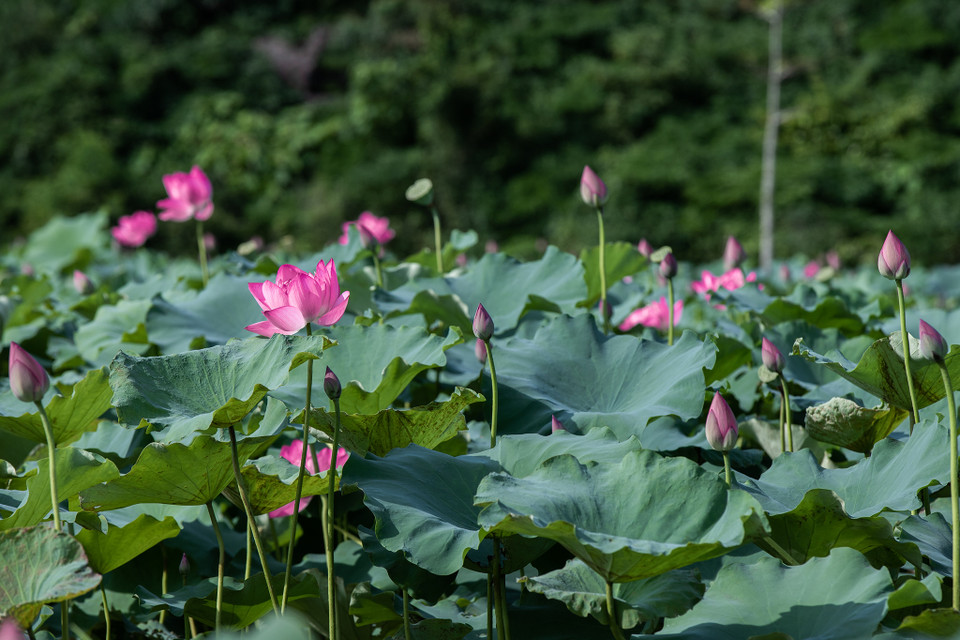 Khi ánh nắng tinh khôi của bình minh chạm tới những nụ sen còn e ấp, cả đầm sen như bừng tỉnh, lá và hoa cứ thế mà chen nhau vươn lên đón lấy ánh bình minh. (Ảnh: Hoài Nam/Vietnam+)