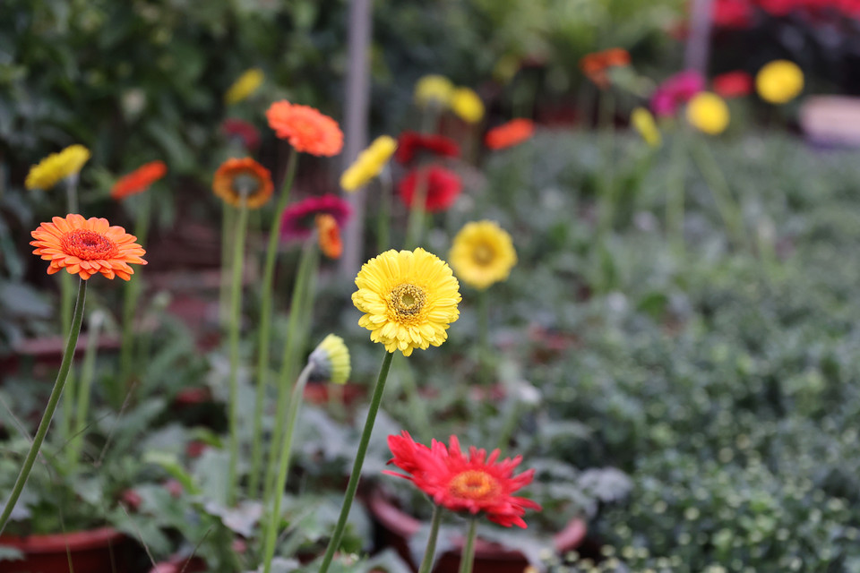 Các loại hoa trồng ở đây chủ yếu là hoa hồng, hoa cúc, đồng tiền và dạ yến thảo vốn được nhiều khách ưa chuộng vì giá thành không quá cao và dễ bán. (Ảnh: Hoài Nam/Vietnam+)